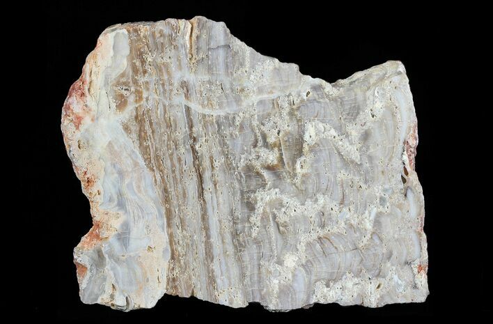 Paleoproterozoic Columnar Stromatolite (Eucapsiphora) - Australia #65520
